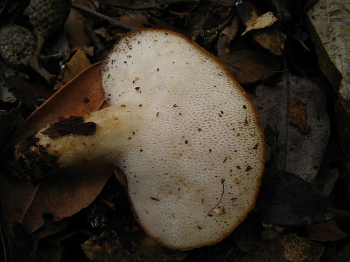 Polyporus...